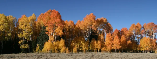 Осенние осины — стоковое фото