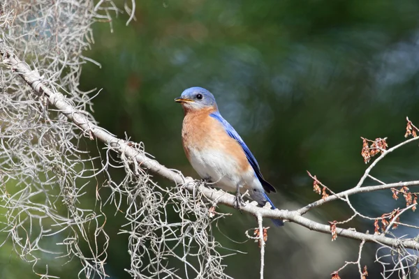 Синій птах — стокове фото
