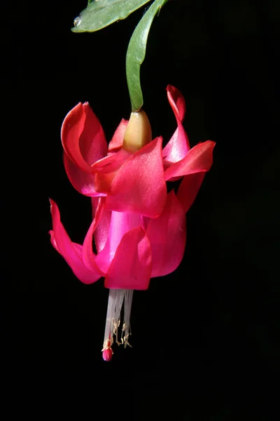 stock image Christmas cactus flower