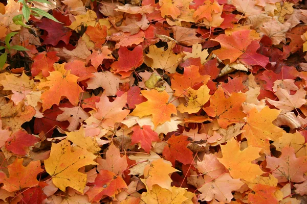 stock image Colorful leaves