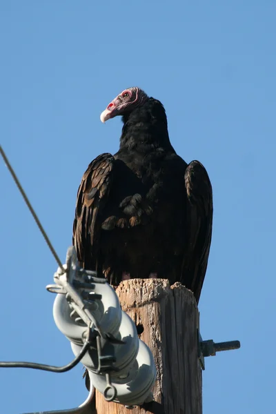 Turkey vulture — Stock Photo, Image