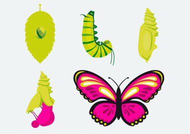 Metamorphose-Verwandlung Raupe in Schmetterling clipart