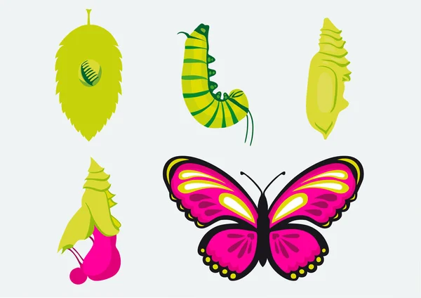 Metamorphose-Verwandlung Raupe in Schmetterling — Stock Vector