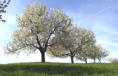 Apfelblüte