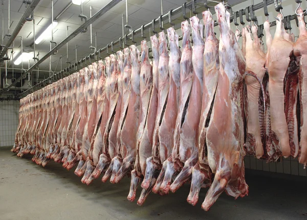 Rinder im Schlachthaus — Fotografia de Stock