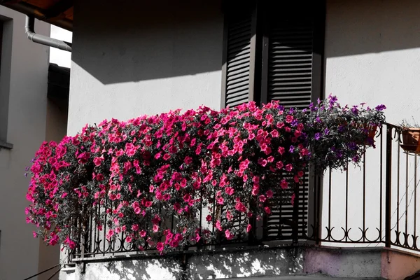Fleurs sur le balcon — Photo