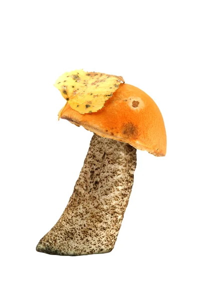 Красивый гриб — стоковое фото
