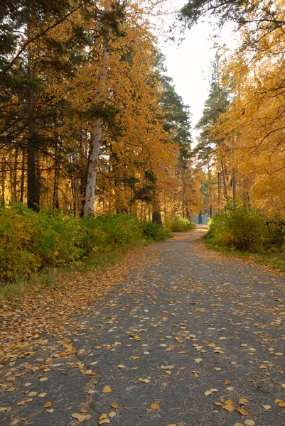 sonbahar sokak Park