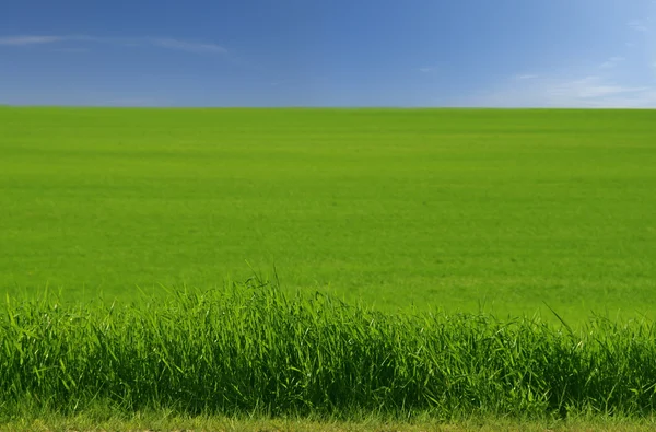 Grönt fält, gräs och klarblå himmel — Stockfoto