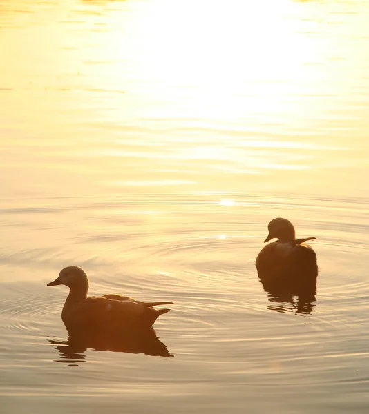 Dois patos no lago da cidade ao pôr-do-sol Imagem De Stock