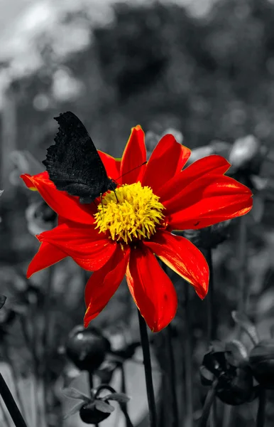 Czarny motyl na czerwony kwiat — Zdjęcie stockowe
