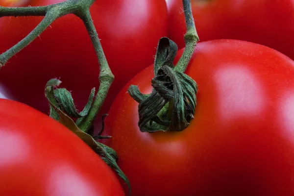Pomodori primo piano — Foto Stock