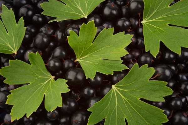 Black currant and leaves — Stock Photo, Image