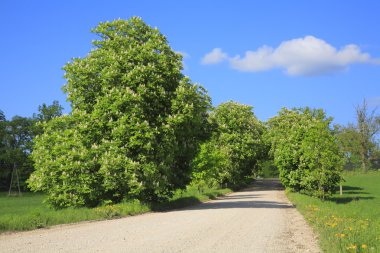 kestane avenue.