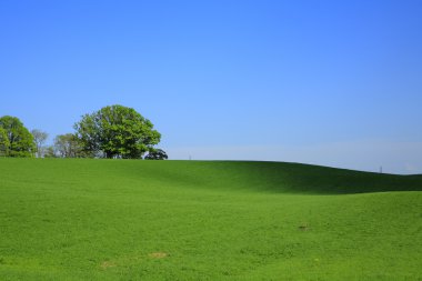 Eski meşe yaz Field.