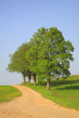 ağaçlar ve yol.