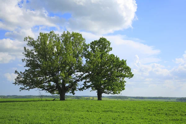 Nyári mező-két régi oaks. — Stock Fotó