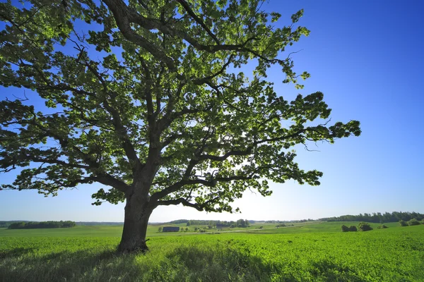 Old oak stands alone at the summer field — Stock Photo, Image