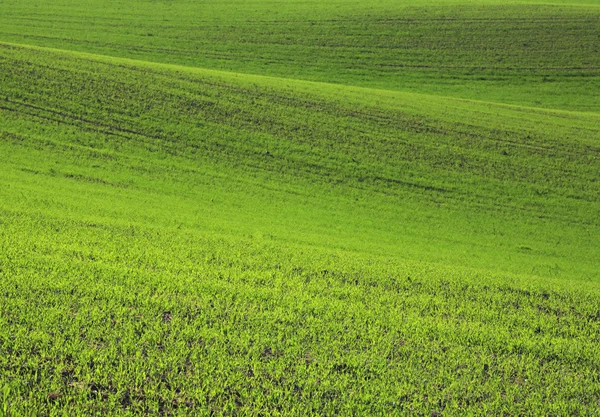 Groene stand veld — Stockfoto