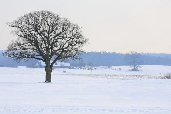 Vinterlandskap med träd — Stockfoto