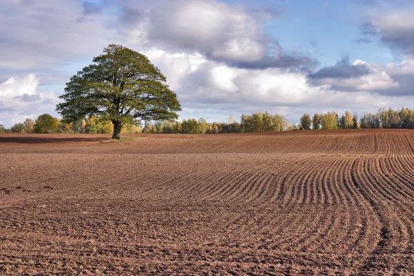 Oak in cultivated field. — Stock Photo, Image
