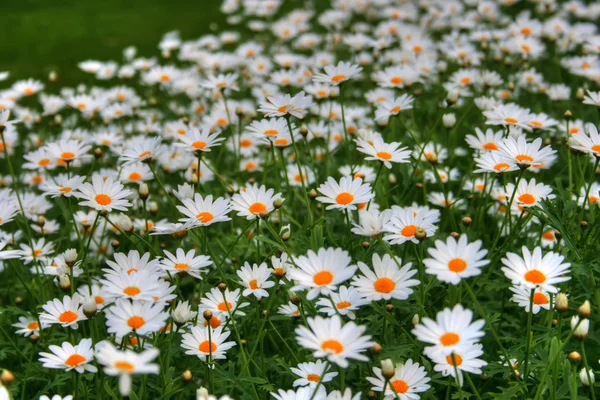 stock image Green Spring