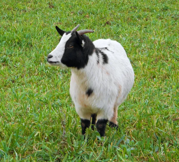 Kid goat in field. — Stock Photo, Image