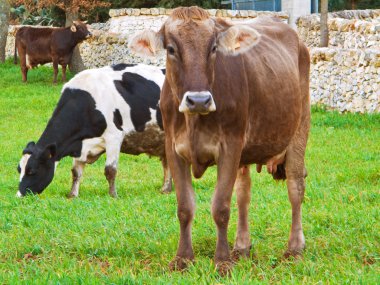 Cows grazing. clipart