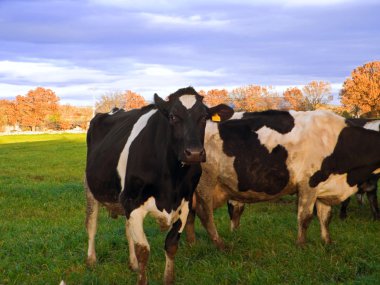 Cows grazing in apulian countryside. clipart