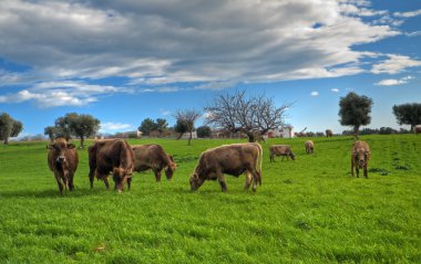 Cows grazing in countryside. clipart