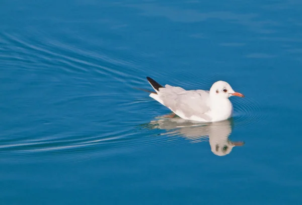 Common sea gull swimming in sea. — Stock Photo, Image