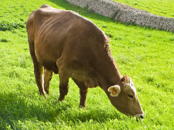 Mucca che mangia al pascolo . — Foto Stock