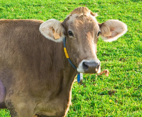 Cow in green pasture. — Stock Photo, Image