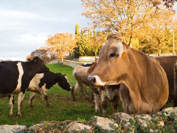 Krowy na pastwisku w zielonych pastwiskach. — Zdjęcie stockowe