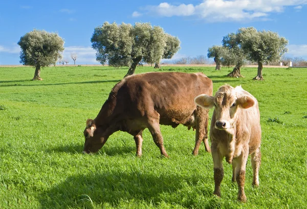 Kırsal alanda otlayan inekler. — Stok fotoğraf