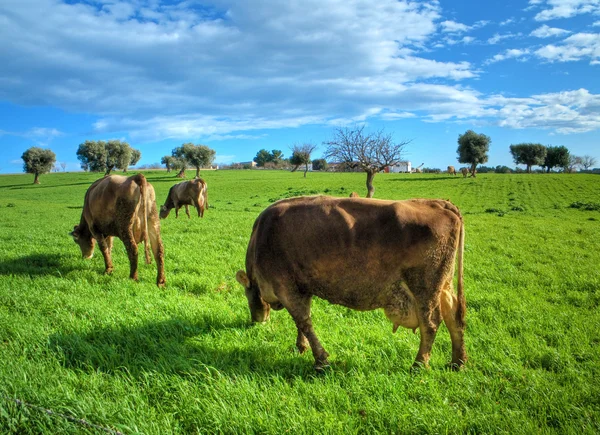 田舎で放牧牛. — ストック写真