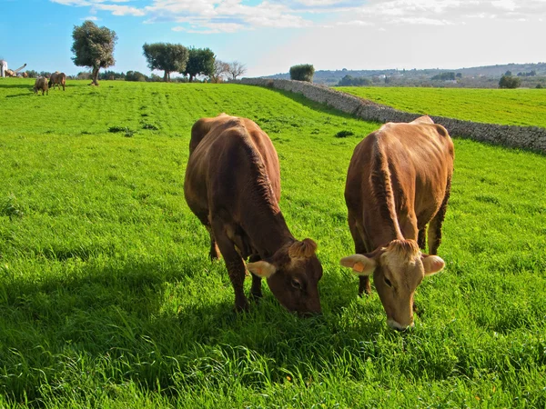 Mucche che mangiano al pascolo . — Foto Stock