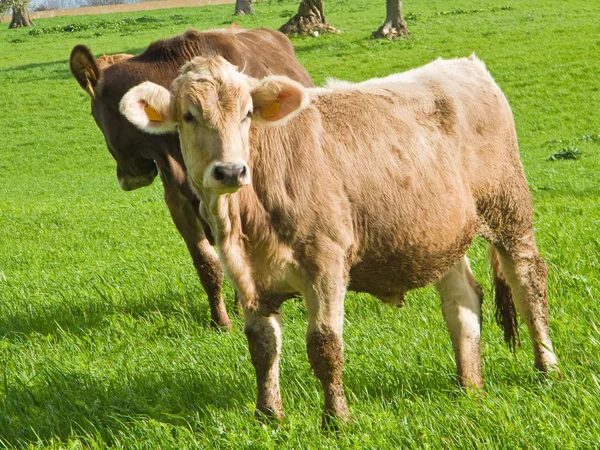 Vacas pastando . —  Fotos de Stock
