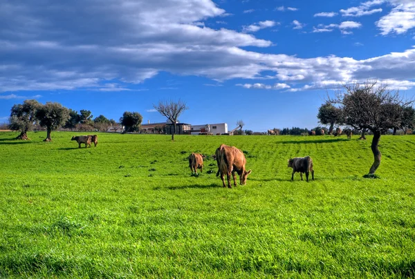 Kor som betar på landsbygden. — Stockfoto