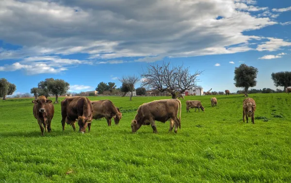 Коровы пасутся в сельской местности . — стоковое фото