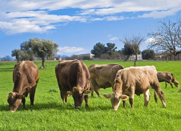 Koeien grazen in platteland. — Stockfoto