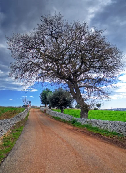 Country road. — Stock Photo, Image