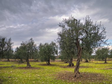 Typical apulian olive-tree field. clipart