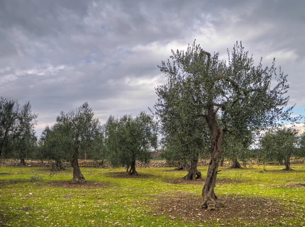 Typisches apulisches Olivenbaumfeld. — Stockfoto