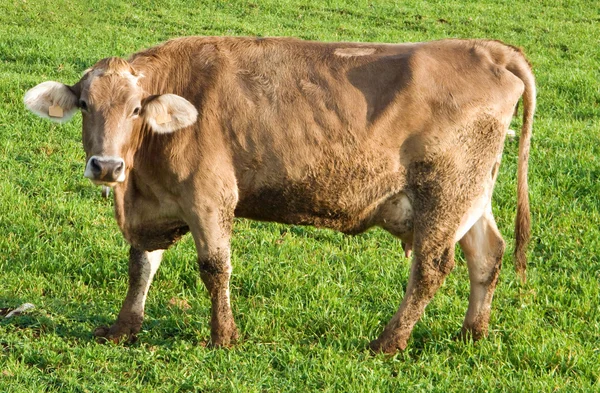 डेयरी गाय कुछ देख रही है . — स्टॉक फ़ोटो, इमेज