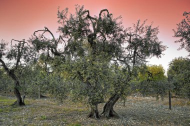 zeytin ağaçlarının gün batımında.