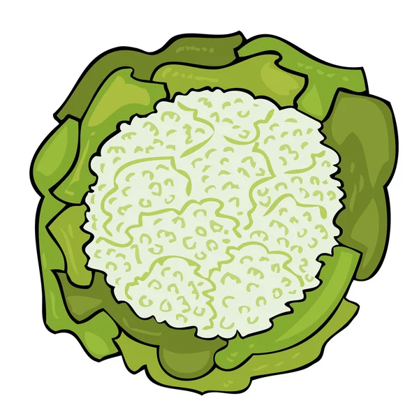 Fresh cabbage. — Stock Vector