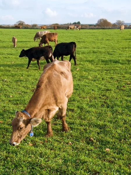 Mucche che mangiano al pascolo . — Foto Stock