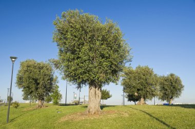 zeytin ağaçları hill.