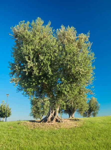 Drzewami oliwnymi wzgórza. — Zdjęcie stockowe